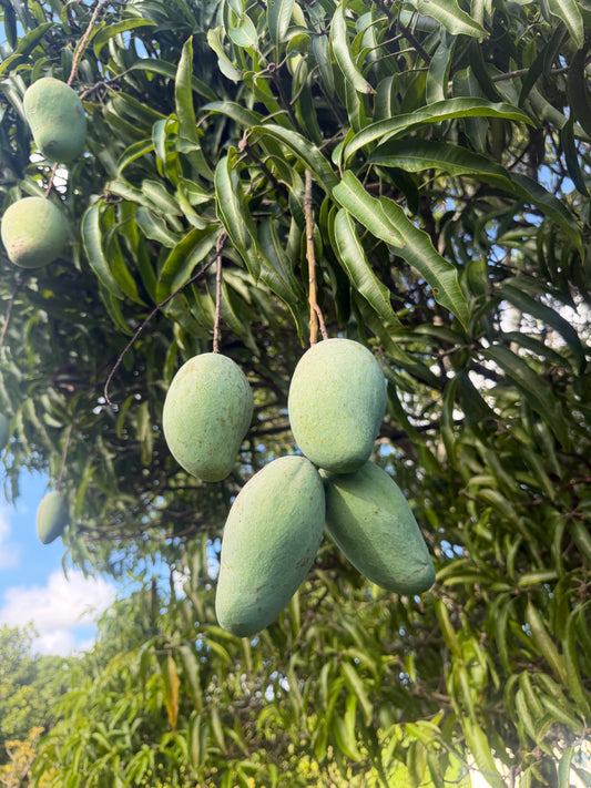 Nam doc Mai MANGOES ✨🥭 box