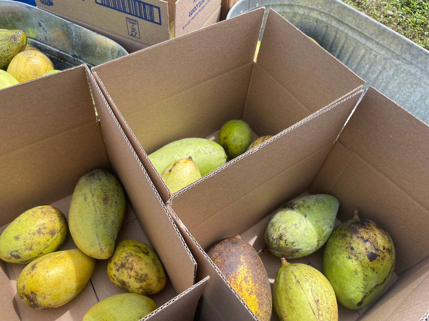 Mixed Variety Mango box