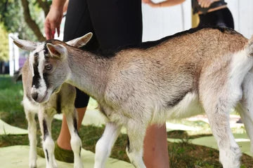 Goat yoga