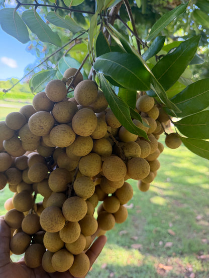 Fresh Longan Fruit – Dragon Eye / Nhãn / Long Yan