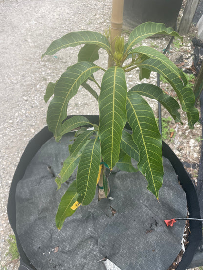 East indian mango