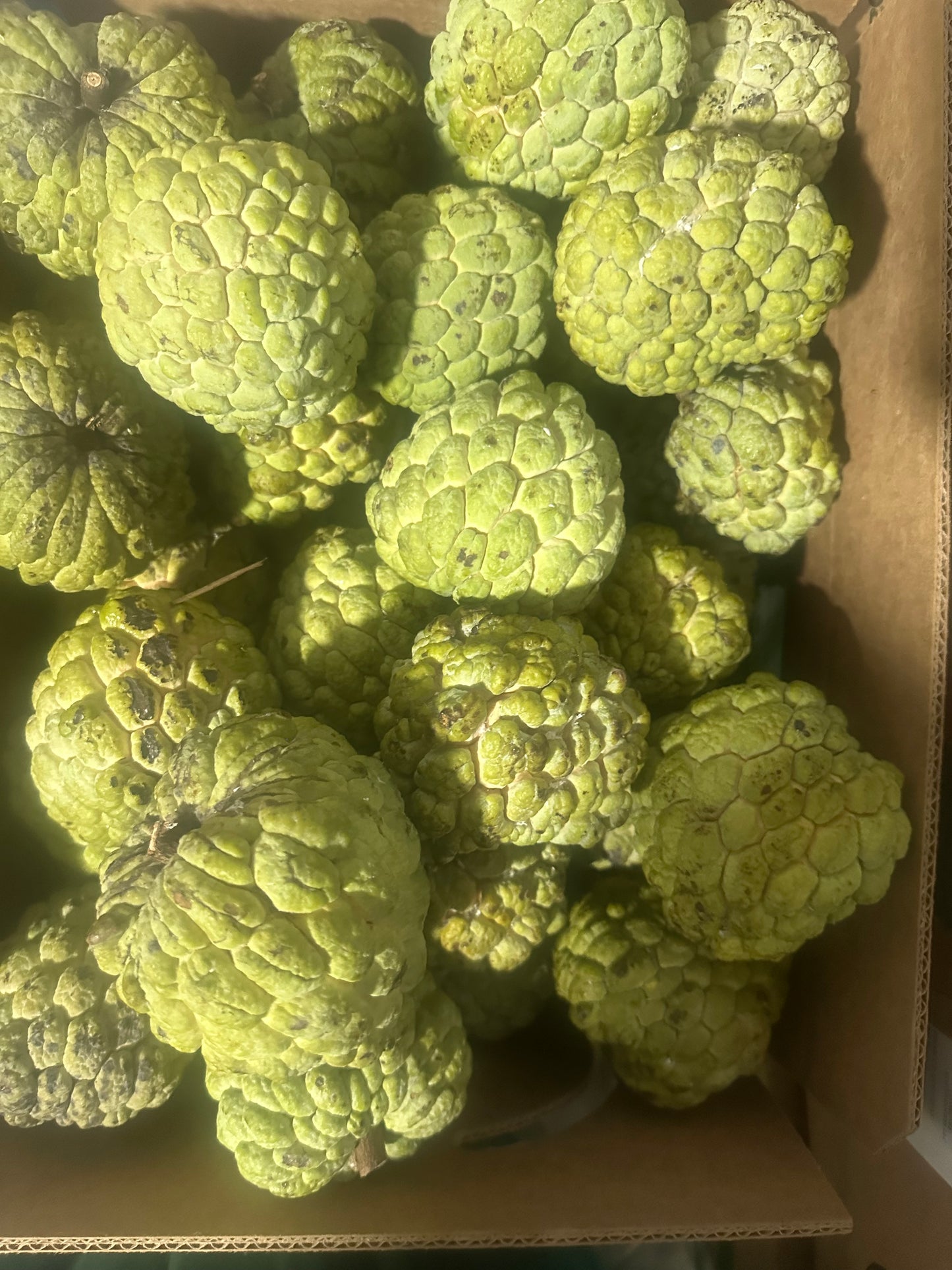 3 pounds sugar apple