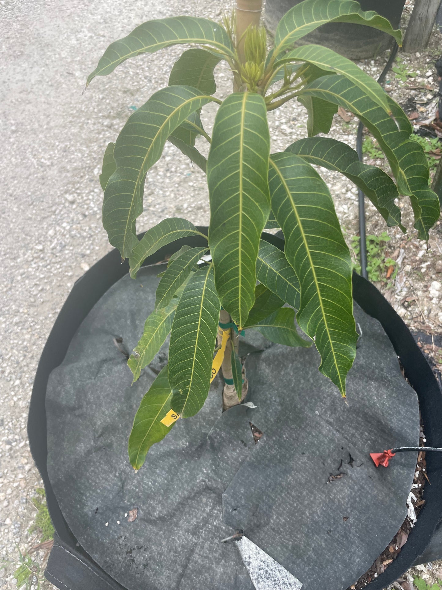 East indian mango