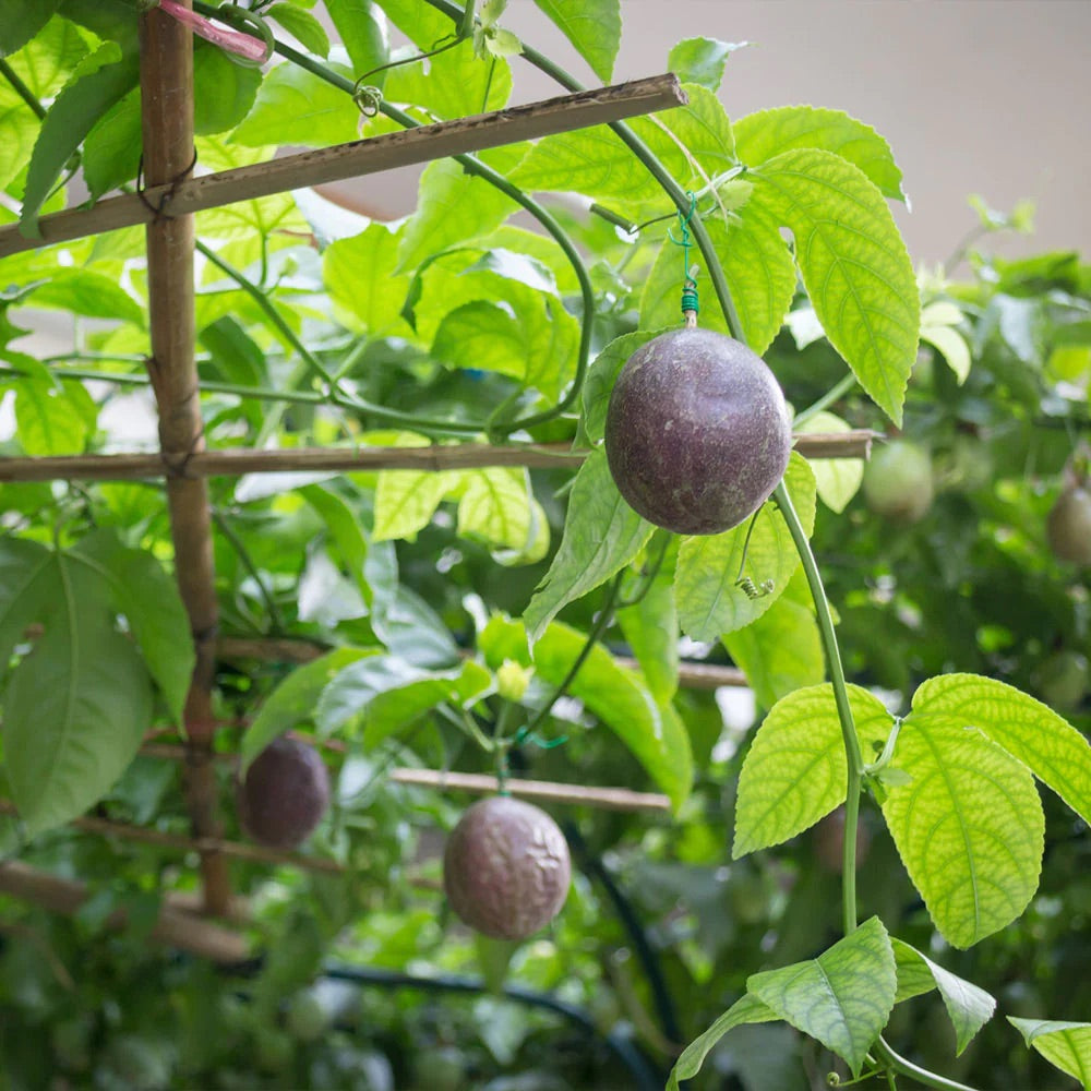 Passion fruit plant