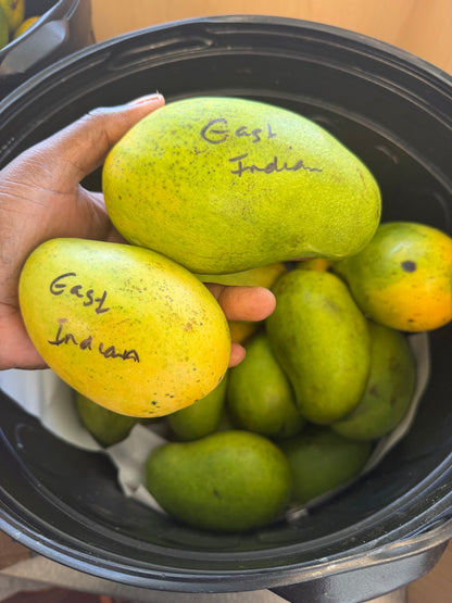 East Indian mango now shipping