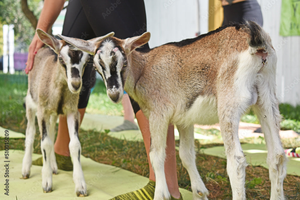 Goat yoga