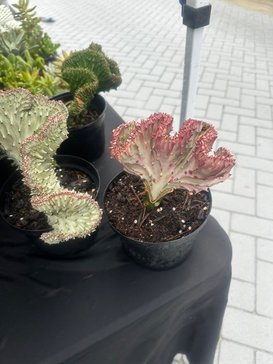 Coral cactus  (green &white)