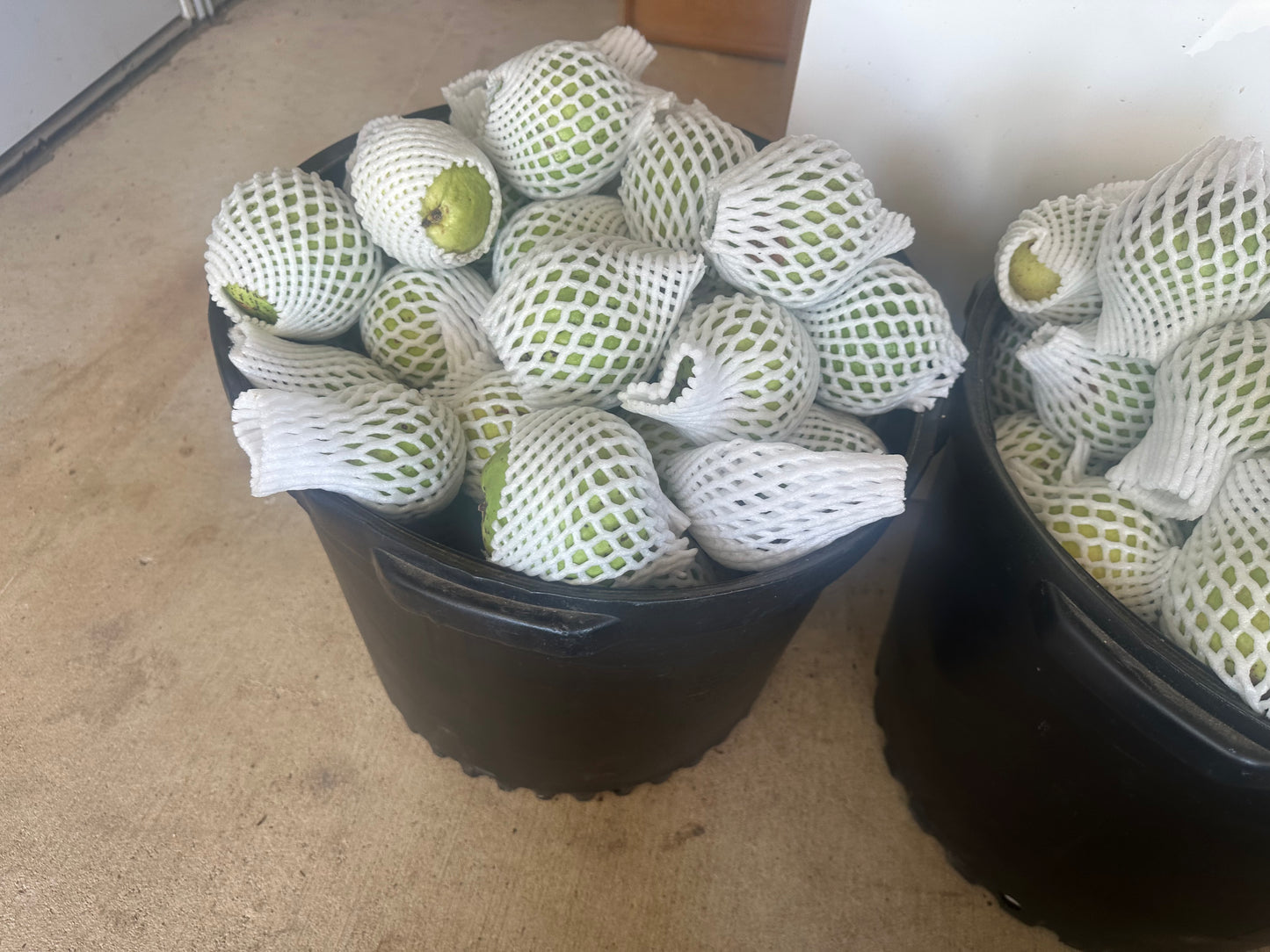 3 pounds of delicious white guavas