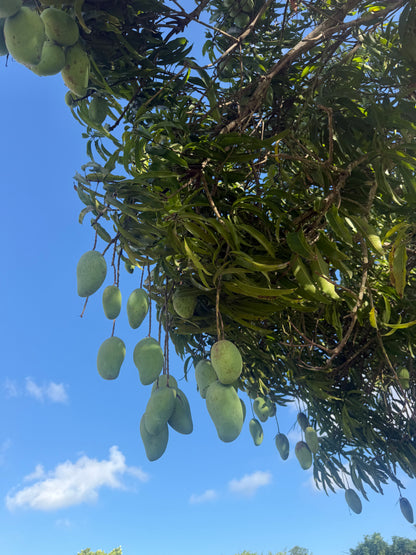 Nam doc Mai MANGOES ✨🥭 box