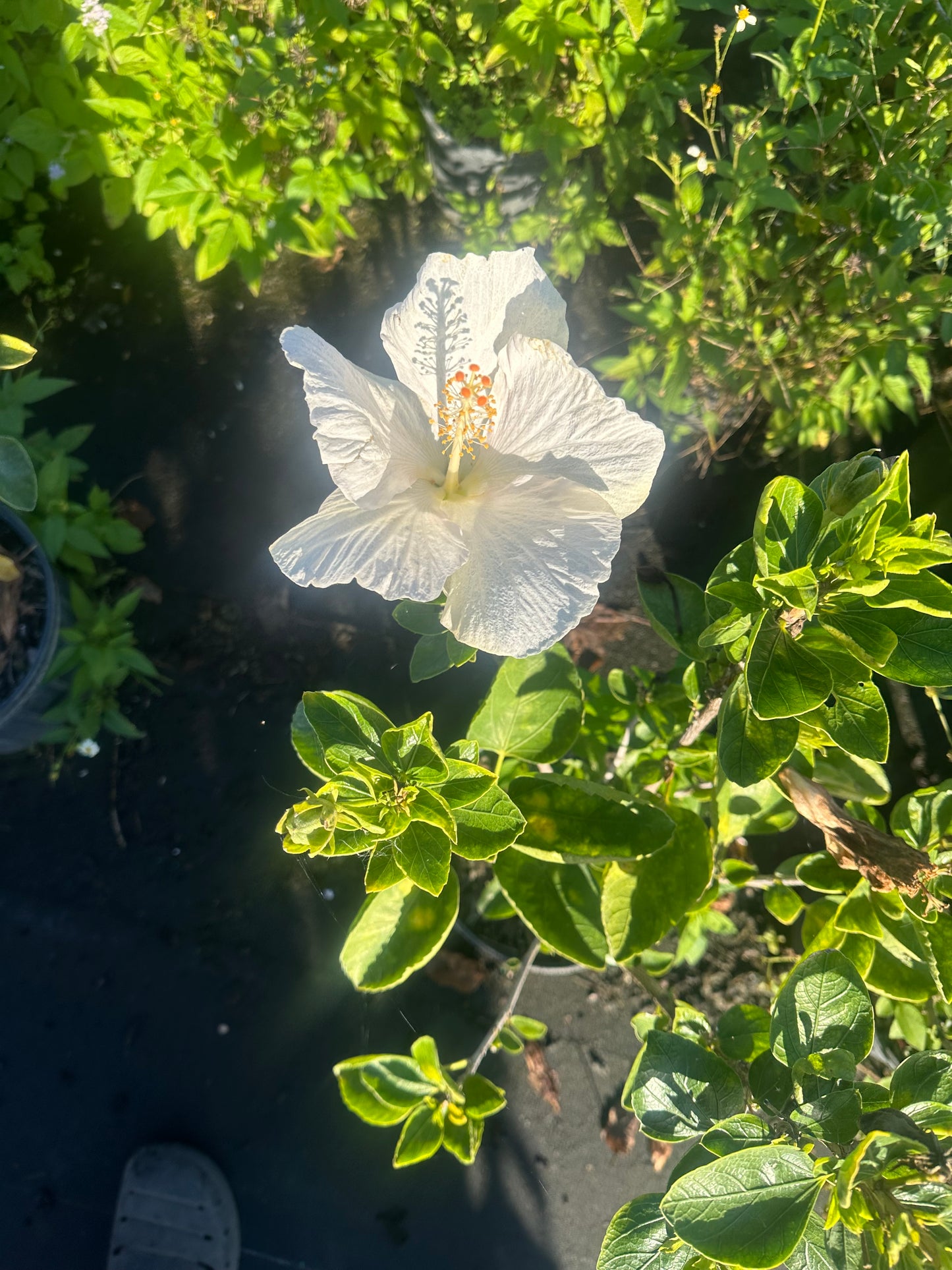 White hibiscus