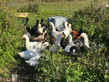 🌿🐐 Farm Tour at Glamorous Acres Farm – A Fun & Interactive Experience! 🐓🌸