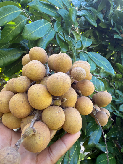 Fresh Longan Fruit – Dragon Eye / Nhãn / Long Yan