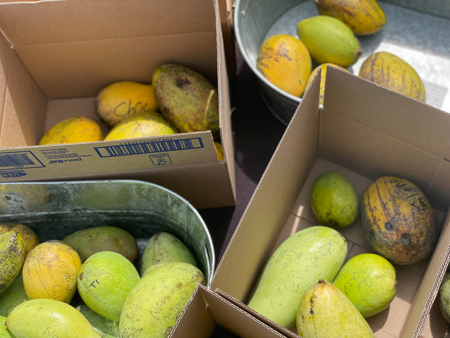 Mixed Variety Mango box