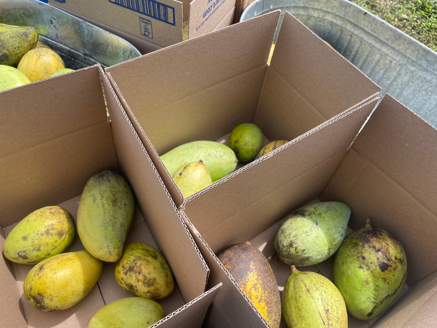 Mixed Variety Mango box