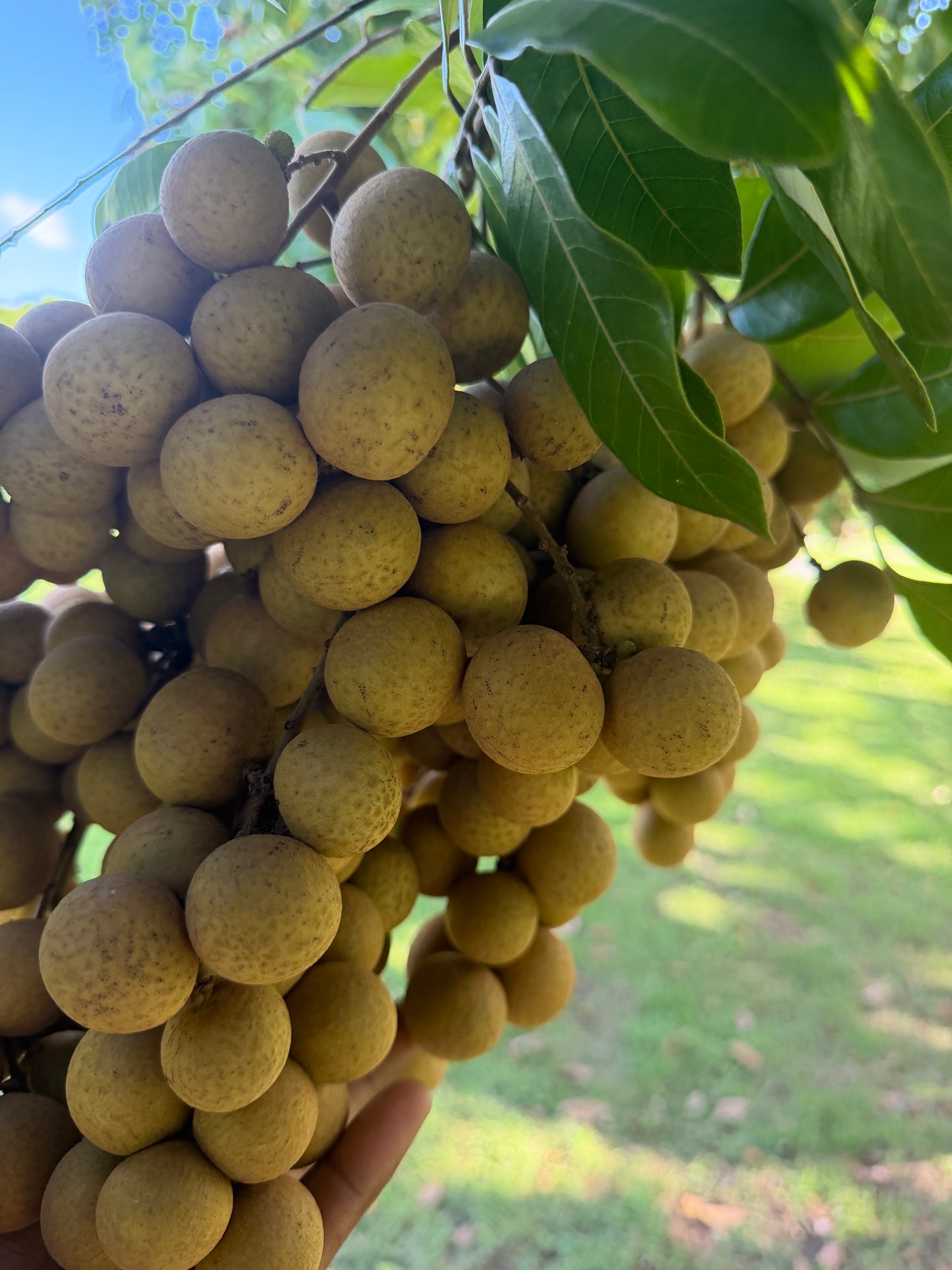 Fresh Longan Fruit – Dragon Eye / Nhãn / Long Yan