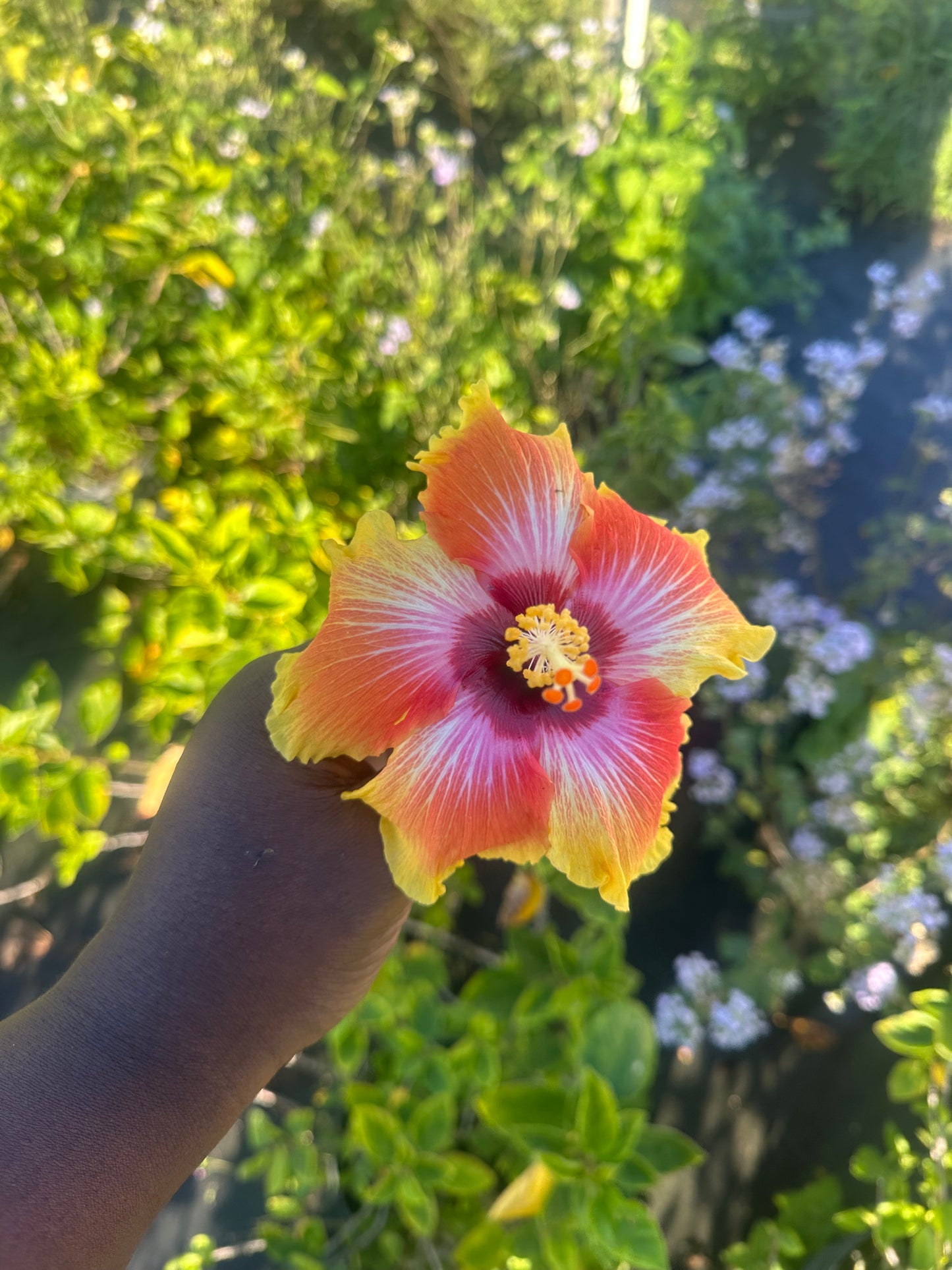 Yellow hibiscus x