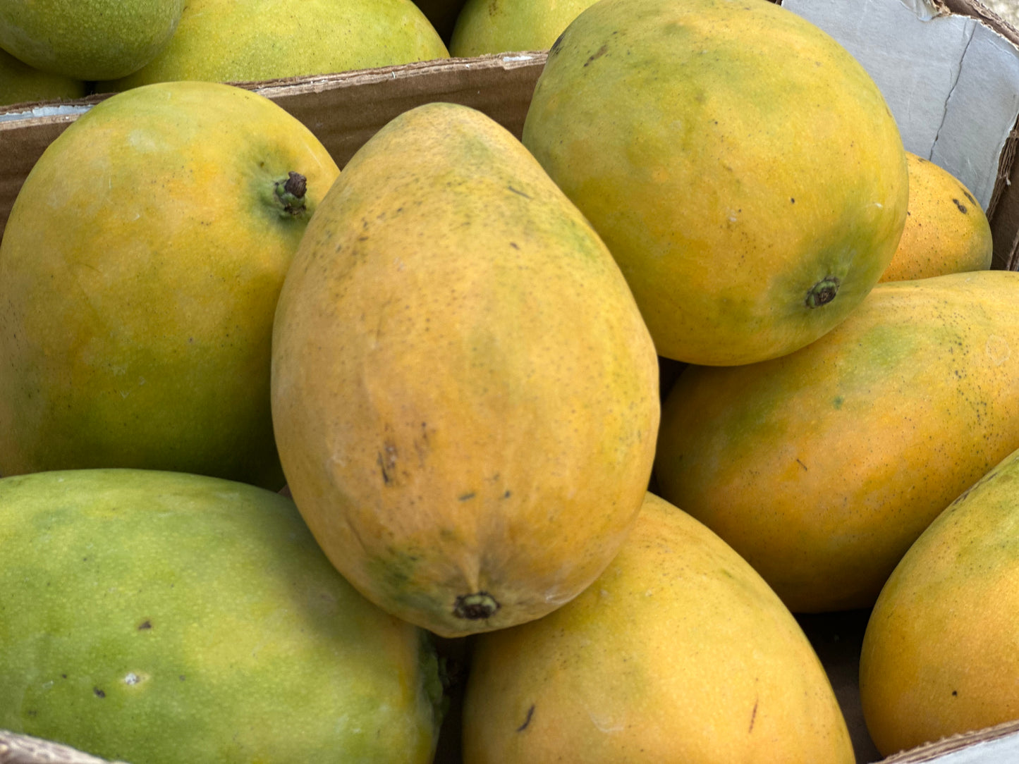 Mingolo mangoes