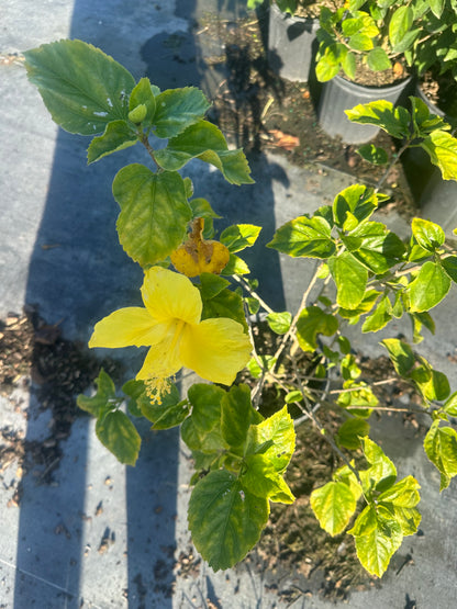 Golden yellow   hibiscus