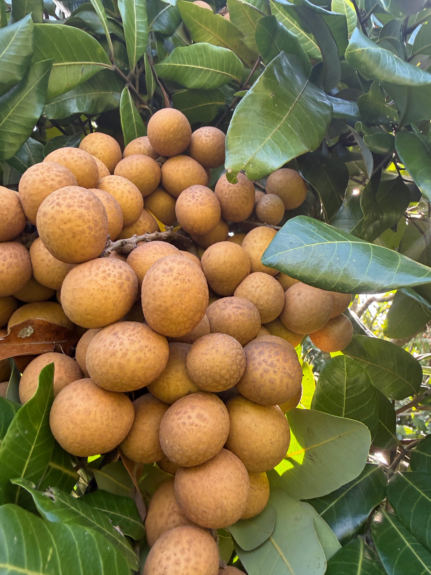 Fresh Longan Fruit – Dragon Eye / Nhãn / Long Yan