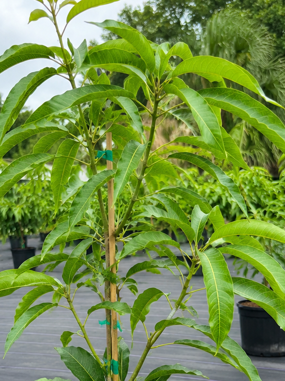 Coconut cream mango tree