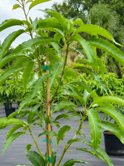 M4  mango tree