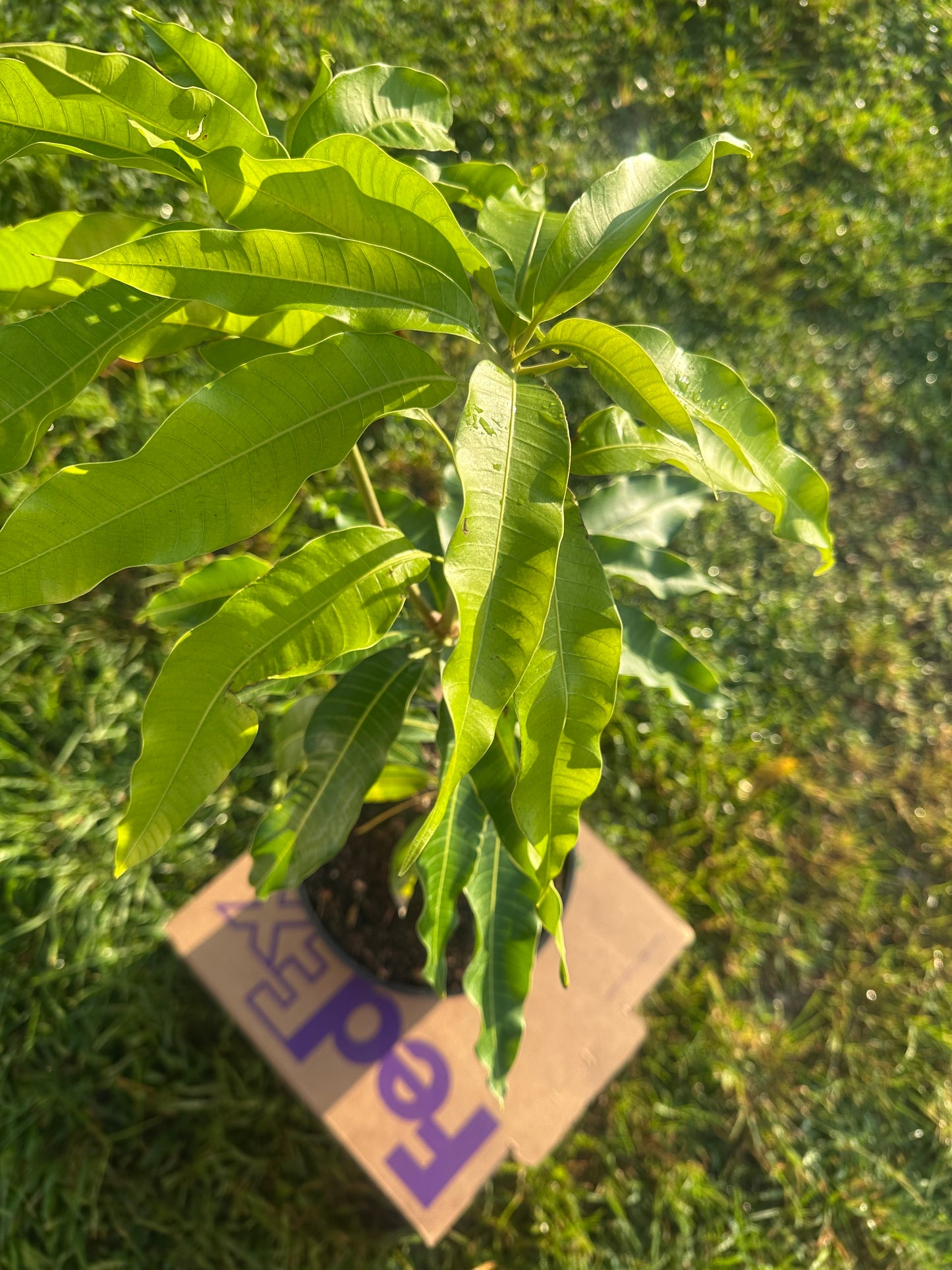 Lemon zest plant