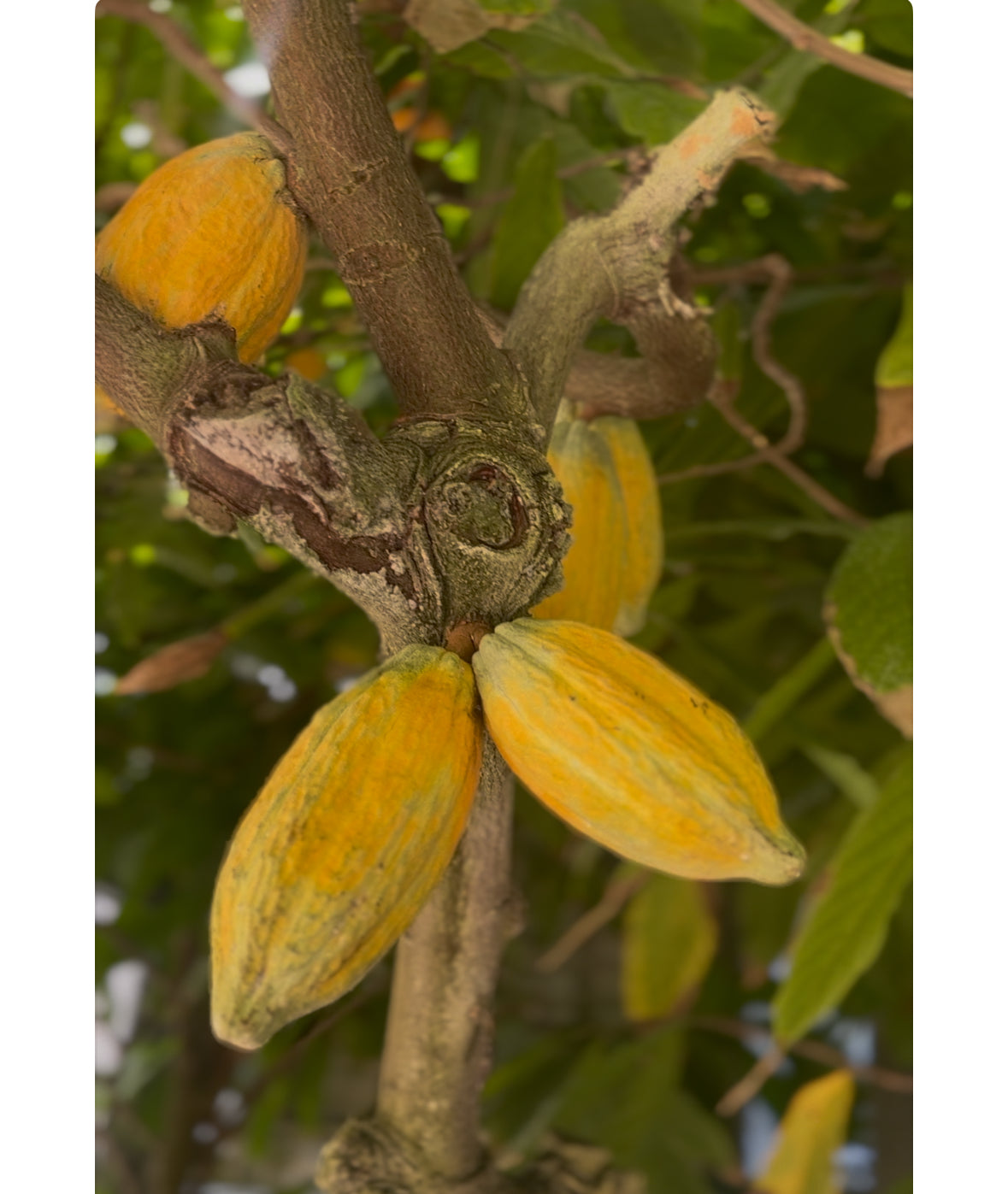 Cocoa tree