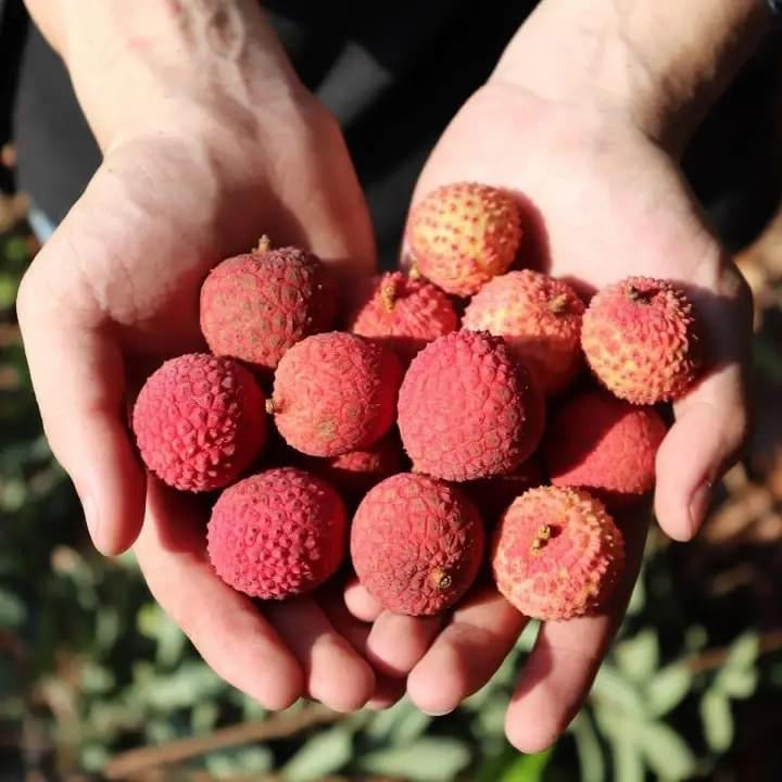 3 pounds lychee fruit