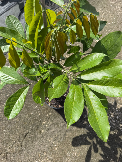 Butter ackee tree