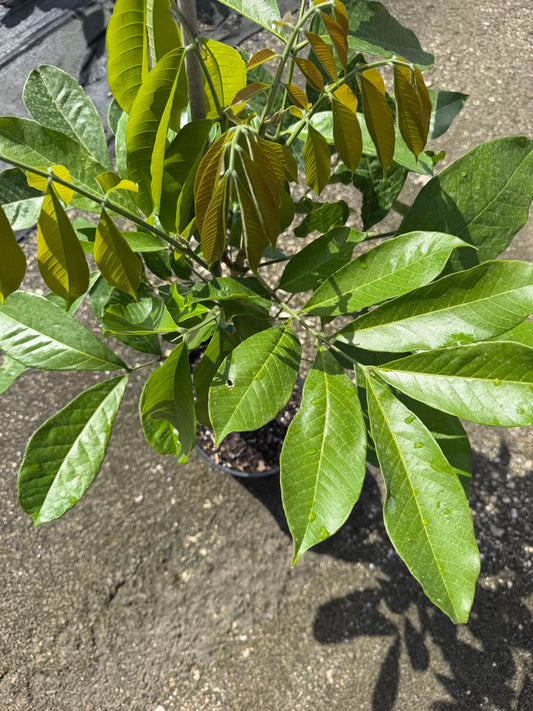 Butter ackee tree