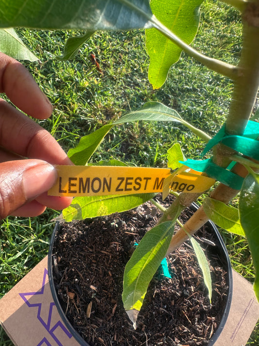 Lemon zest plant