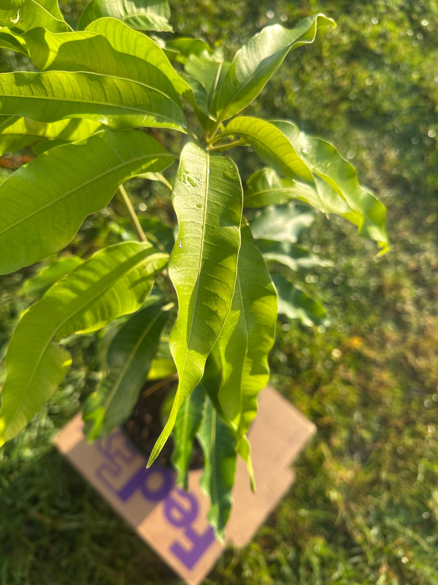 Lemon zest plant