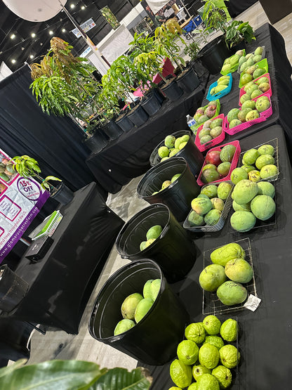 Venus mango box (fruit)