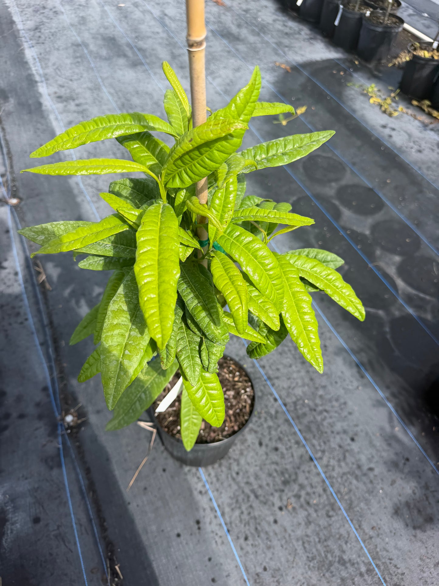 Pimento tree