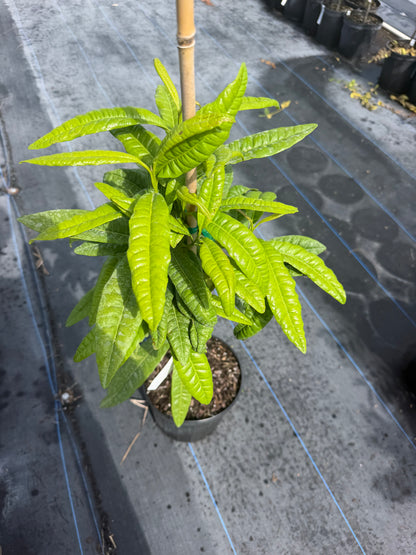 Pimento tree