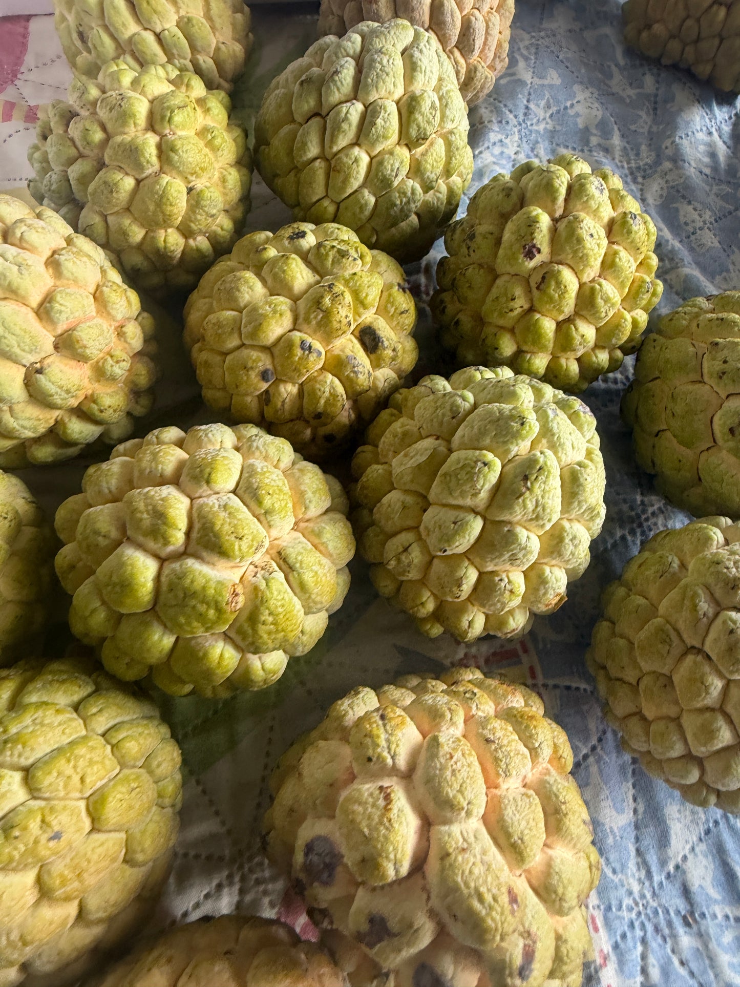 Jumbo sugar apple (sweet sop)