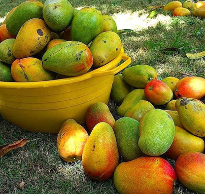 East indian mango