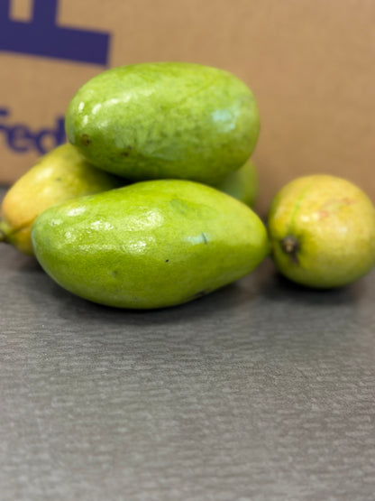 Mango corne Haitian variety