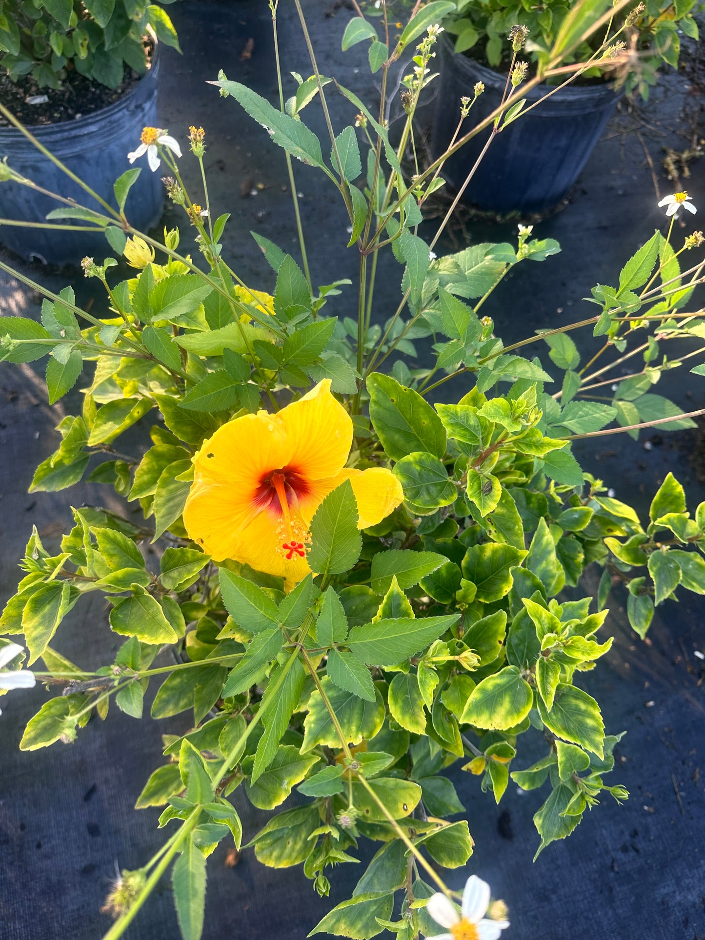 Yellow hibiscus