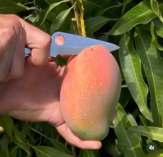 East Indian mango