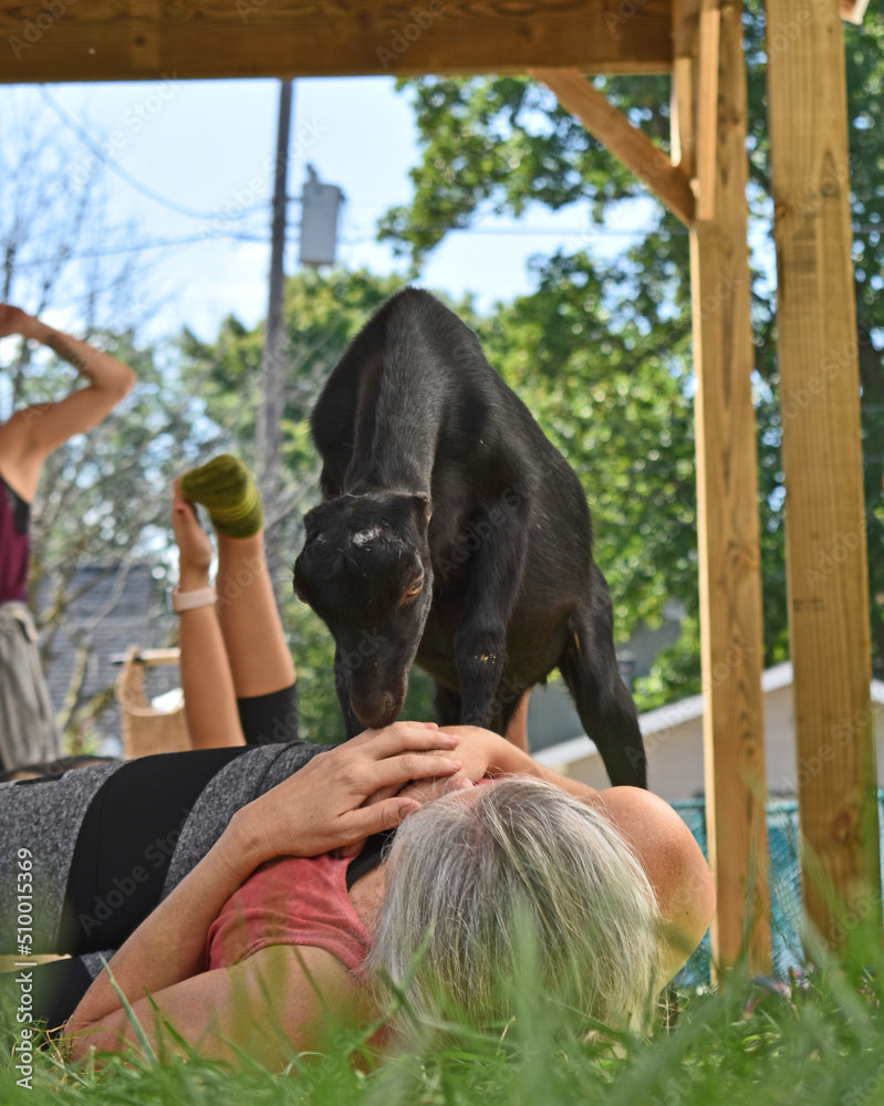 Goat yoga