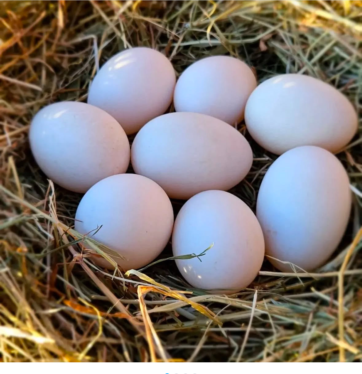 🌿🐐 Farm Tour at Glamorous Acres Farm – A Fun & Interactive Experience! 🐓🌸