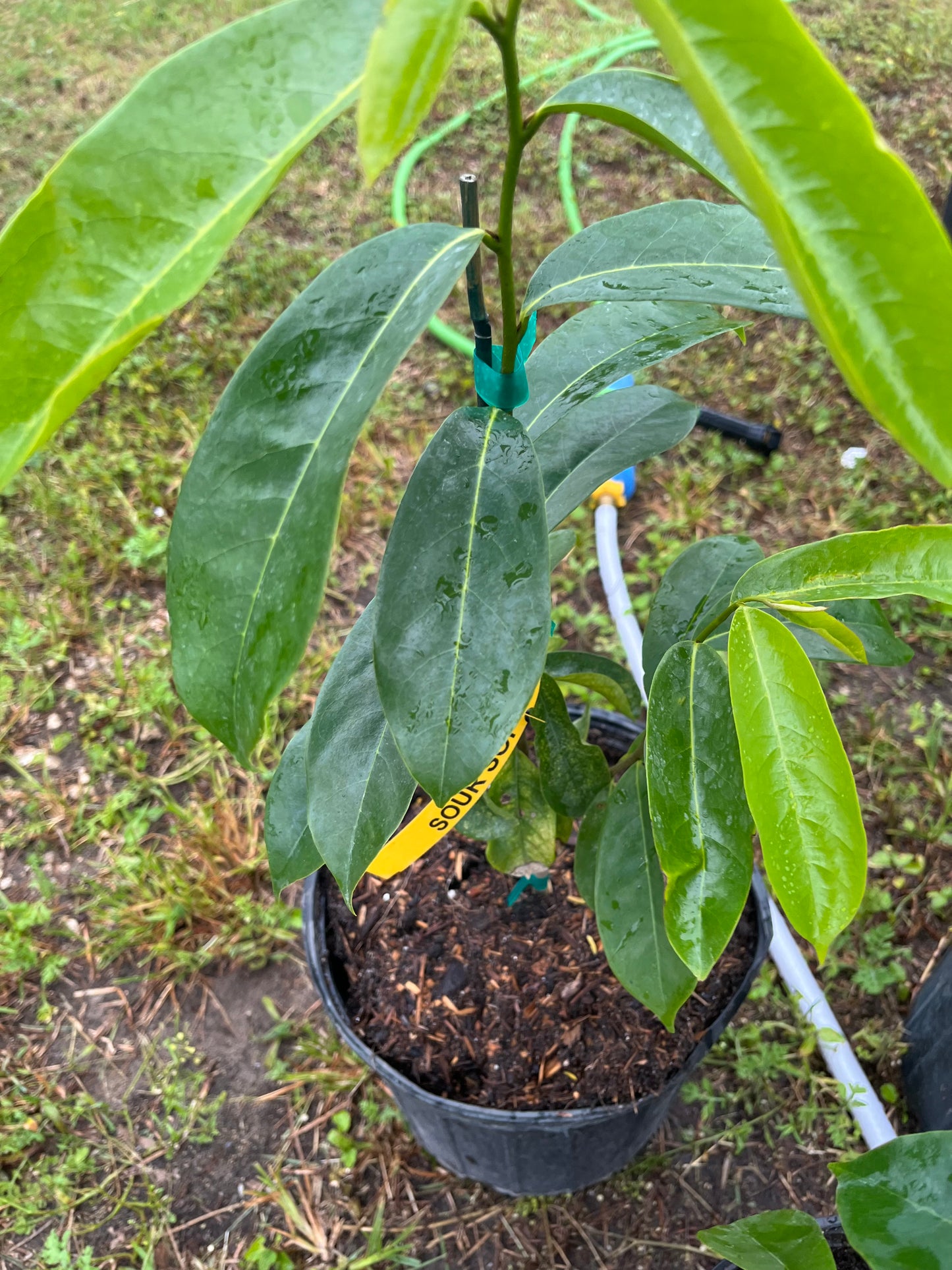 Sour sop