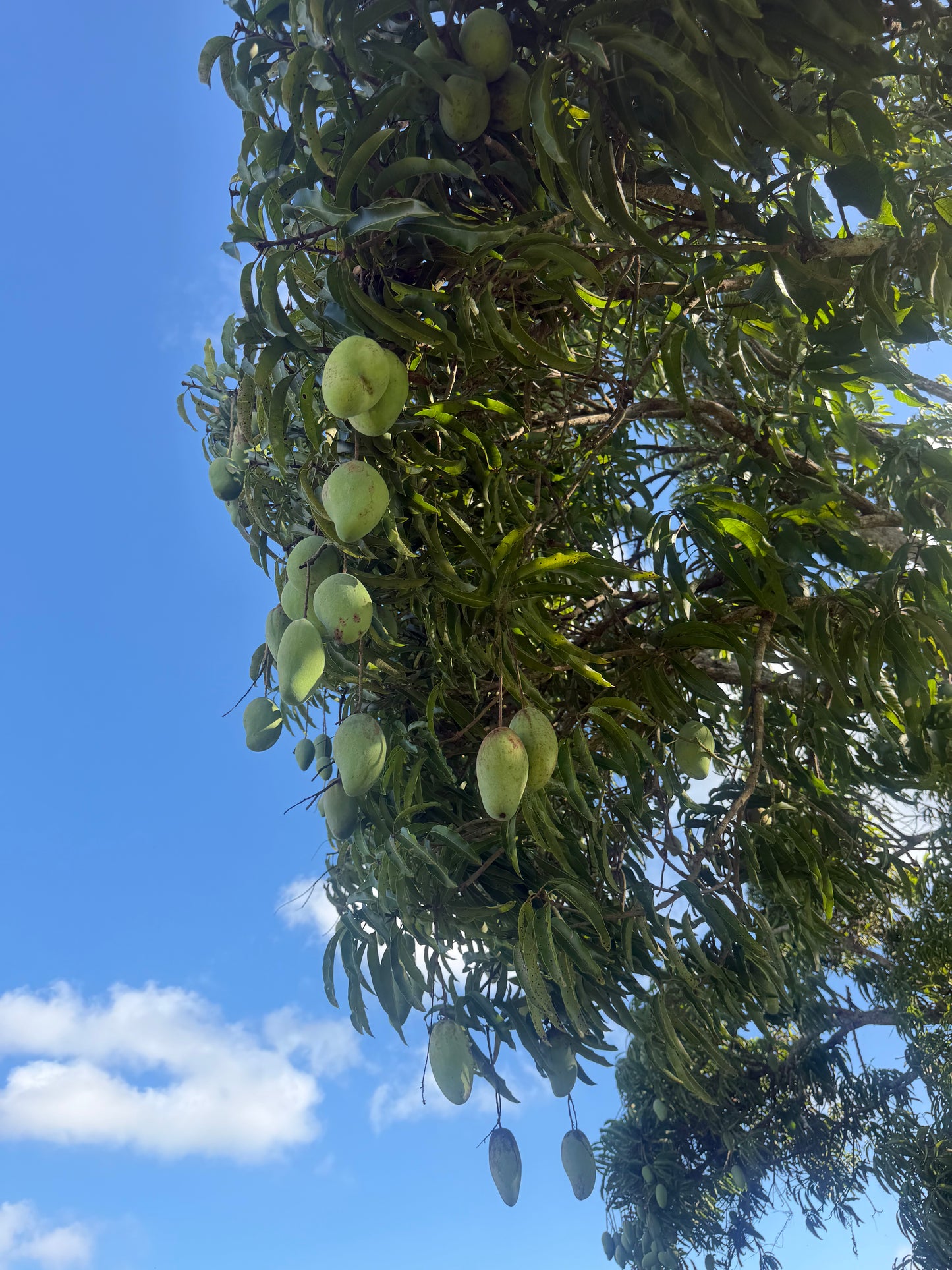 Nam doc Mai MANGOES ✨🥭 box