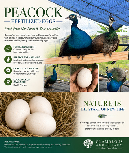 Fertized peacock eggs - India Blue peafowl