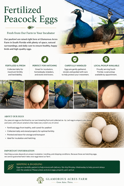 Fertized peacock eggs - India Blue peafowl