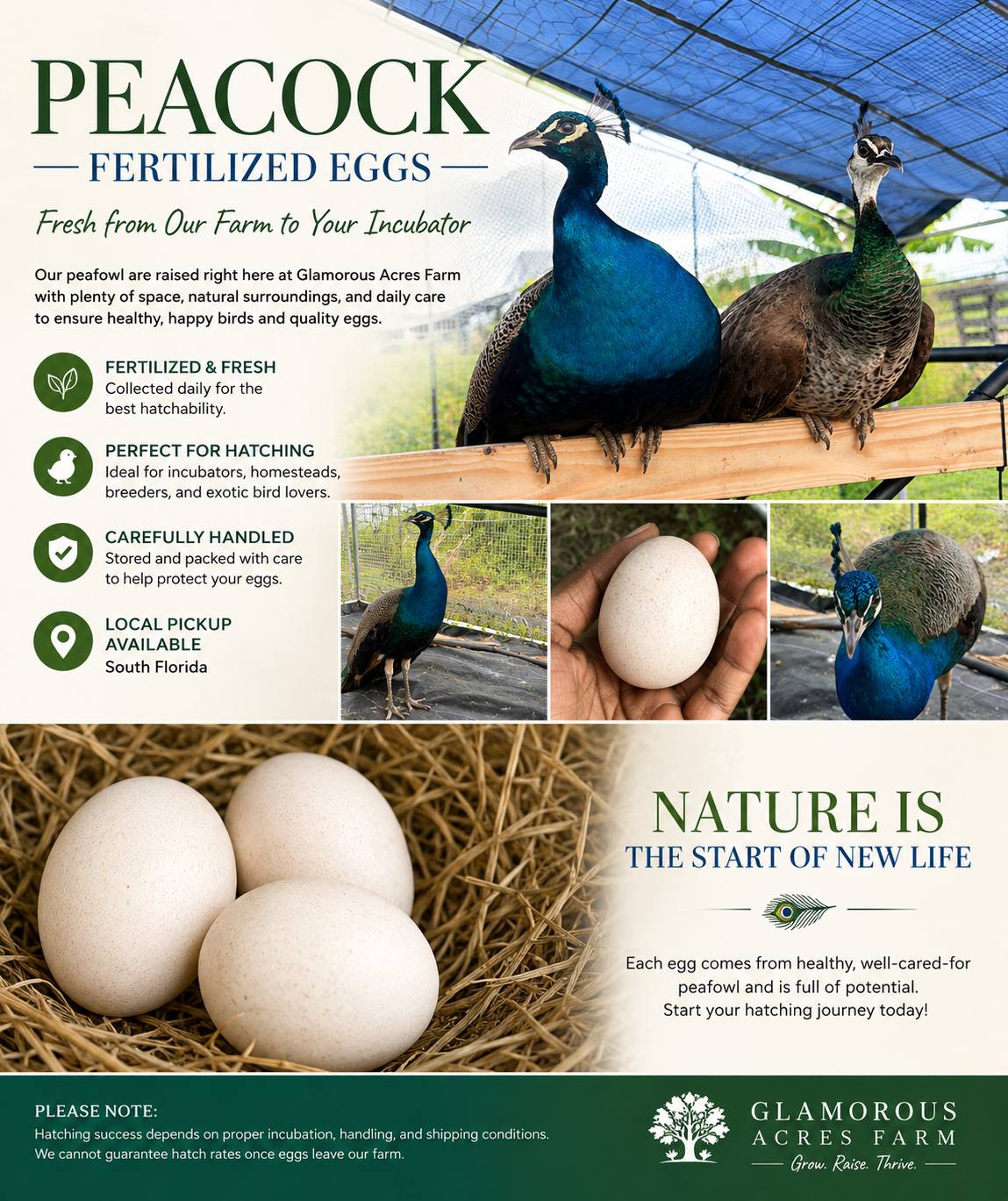 Fertized peacock eggs - India Blue peafowl