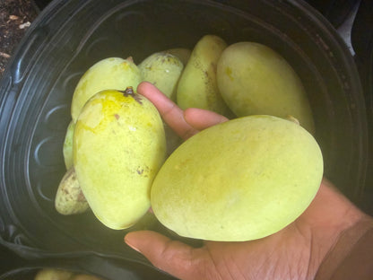 Orange sherbert mango box (fruit)