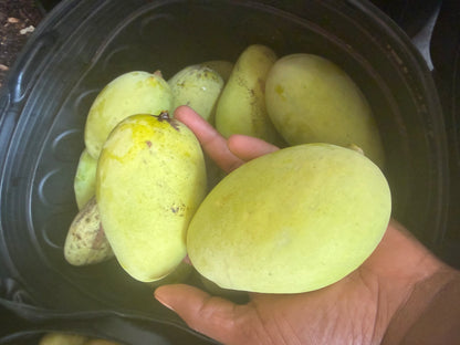 Orange sherbert mango box (fruit)