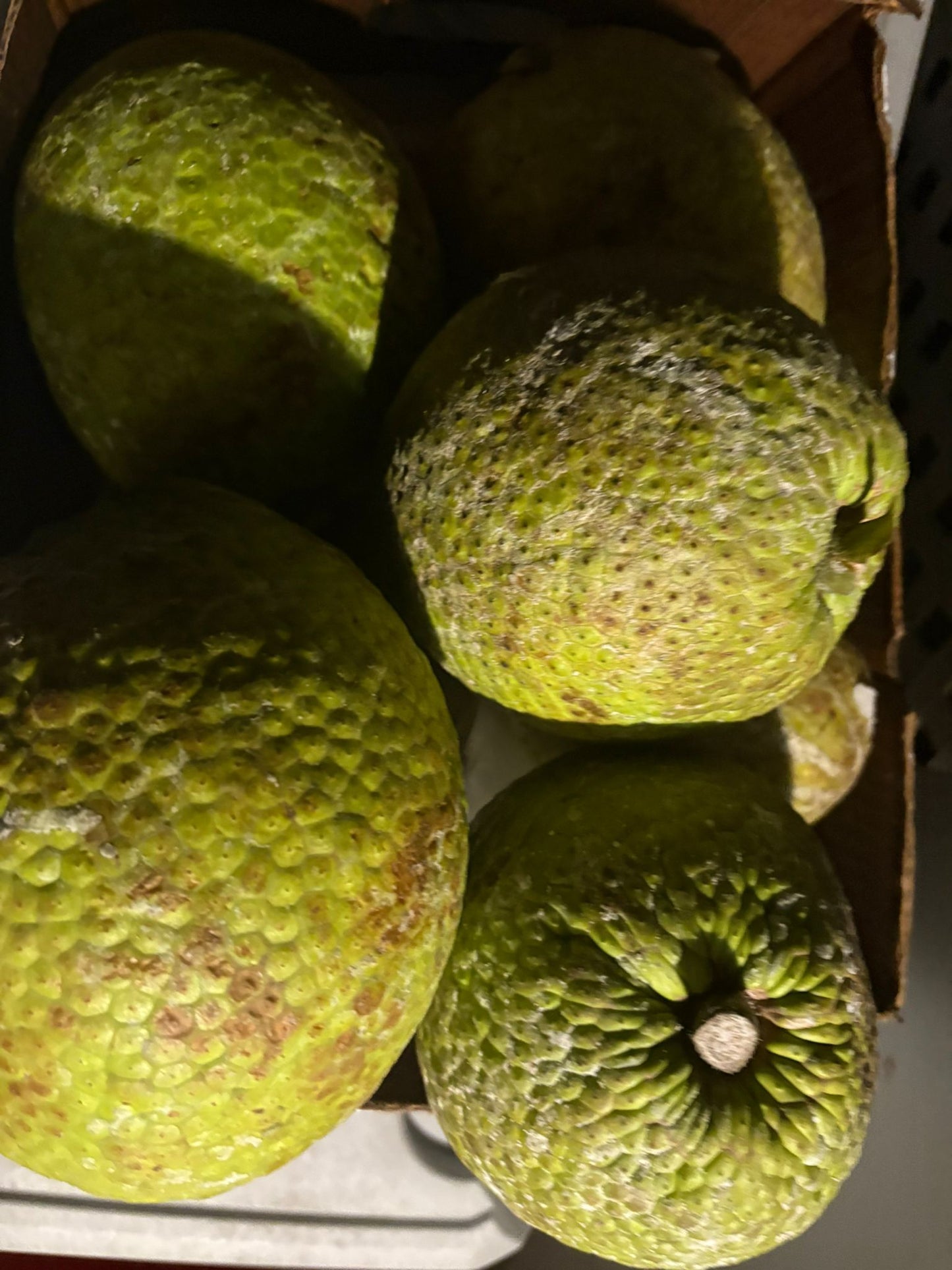 BREADFRUIT (fruit box) 10 breadfruit